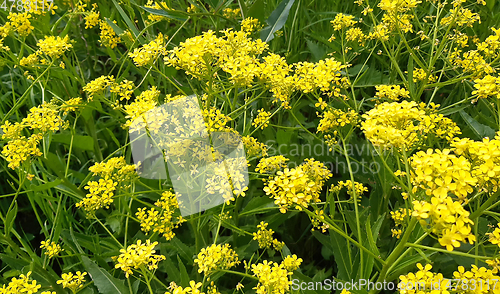 Image of Beautiful wild yellow flowers