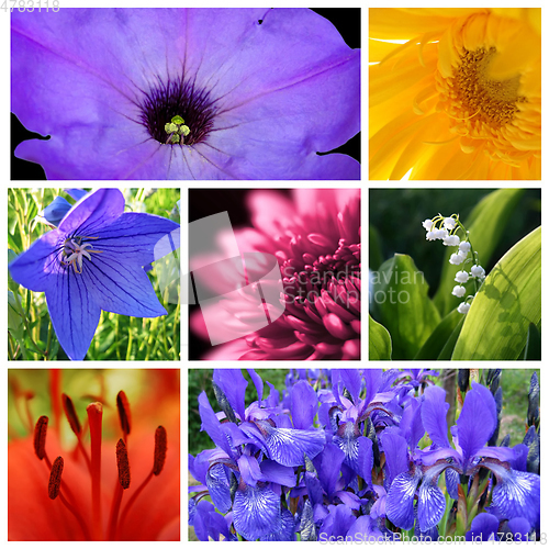 Image of Bright beautiful flowers collage