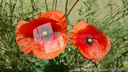 Image of Bright red poppies