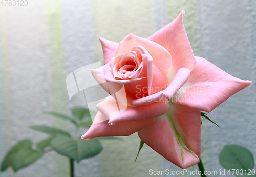 Image of Beautiful delicate pink rose 