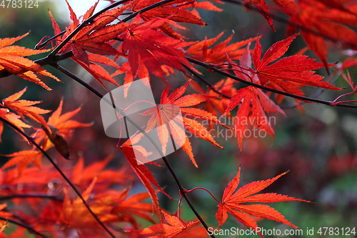 Image of Bright red Japanese maple or Acer palmatum leaves 