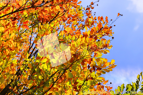 Image of Bright autumn branches glowing in sunlight 