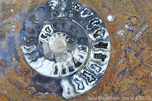 Image of Fossil spiral shell and ancient petrified organisms in granite