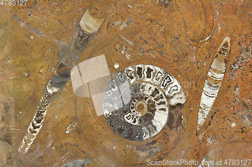 Image of Fossil spiral shell and ancient petrified organisms in granite