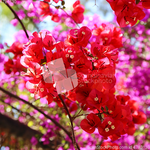 Image of Beautiful bright bougainvillea flowers