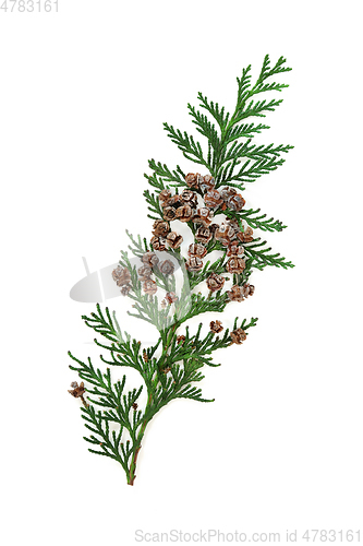 Image of Arborvitae Leaf Sprig with Pine Cones