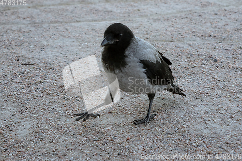 Image of Juvenile Hooded Crow on Stroll Outside Nest