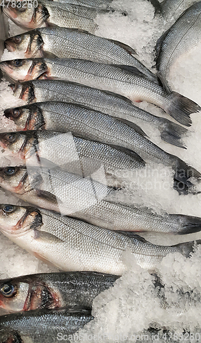 Image of Fresh sibas fish on ice for sale in market