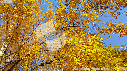 Image of Branch of autumn birch tree with bright yellow leaves 