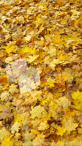 Image of Bright yellow autumn background from fallen golden foliage of ma