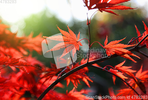 Image of Bright red Japanese maple or Acer palmatum leaves on the autumn 