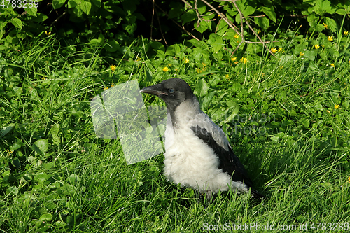 Image of Young Hooded Crow Fledgling in Grass