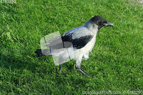 Image of Young Hooded Crow Fledgling in Grass