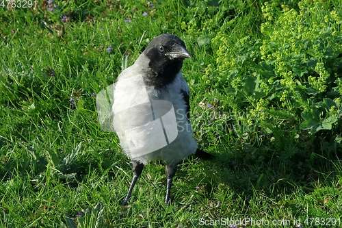 Image of Young Hooded Crow Fledgling in Grass