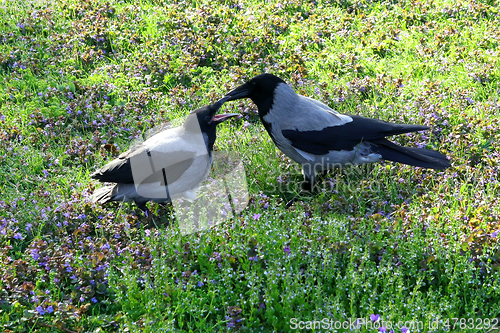 Image of Hooded Crow Bird Mother Feeding Hungry Fledgling