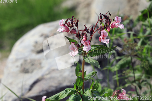 Image of Impatiens glandulifera Himalayan Balsam