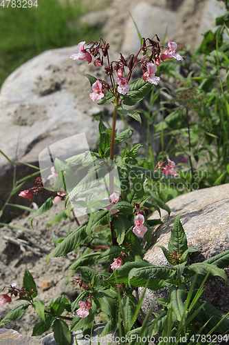 Image of Impatiens glandulifera Himalayan Balsam