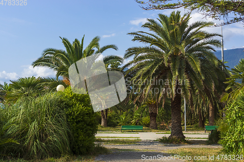 Image of Empty benches in a seaside resort park among palm trees