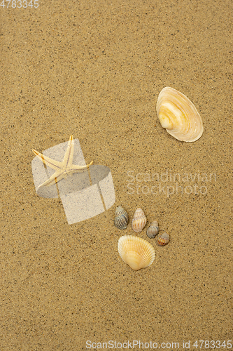 Image of Seashell foot print on sandy beach at resort, vertical background