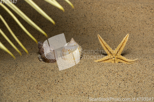 Image of Background of beach vacation in tropic sea resort on beach sand with seashells