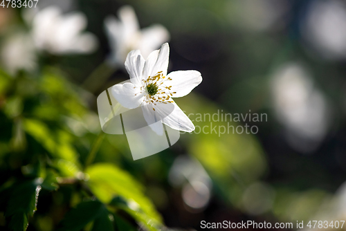 Image of  Wood anemone blooming in early spring