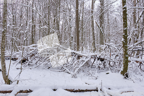 Image of Wintertime landscape of snowy deciduous tree stand