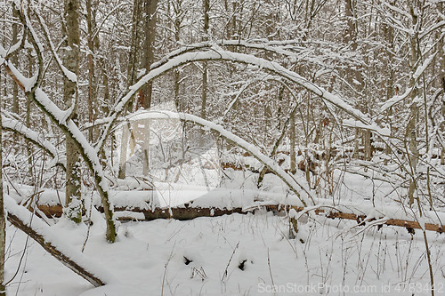 Image of Wintertime landscape of snowy deciduous tree stand