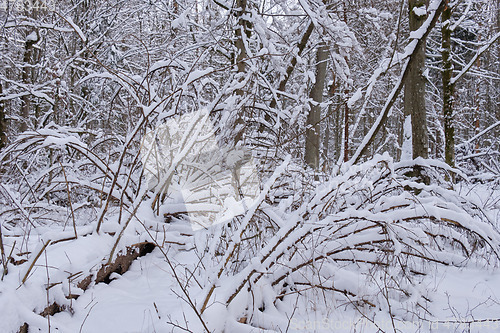 Image of Wintertime landscape of snowy deciduous tree stand