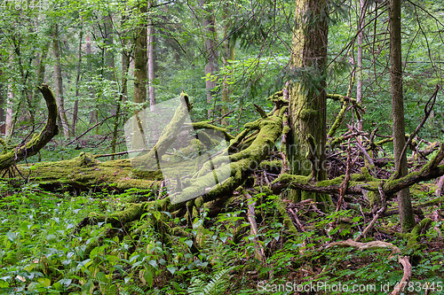 Image of Oak tree broken branches lying