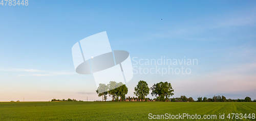 Image of Fresh green field of juvenille grain and tree