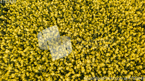 Image of Flowering Yellow rapeseed top view