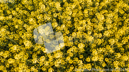 Image of Flowering Yellow rapeseed top view