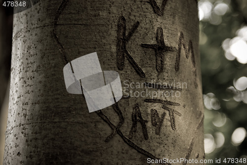 Image of Markings of love carved into a tree