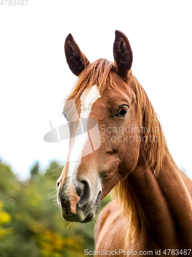 Image of brown horse white sky