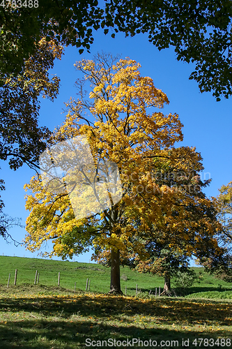 Image of autumn tree meadow
