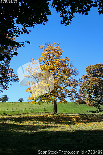 Image of autumn tree meadow