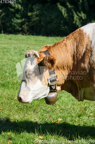 Image of cow with bell in the green grass