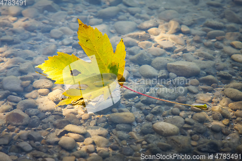 Image of one autumn leaf in the water