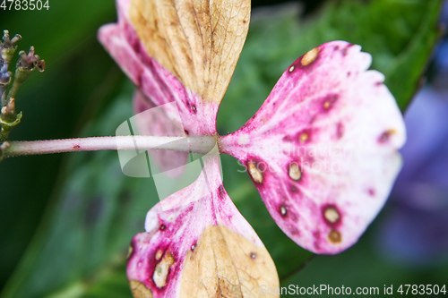 Image of hydrangea detail blossom