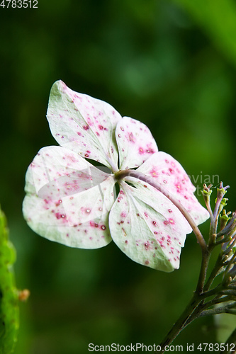 Image of hydrangea detail blossom