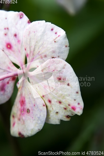 Image of hydrangea detail blossom