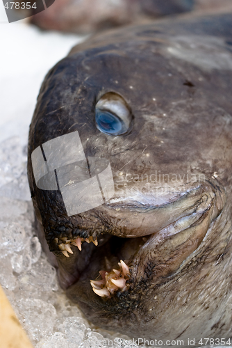 Image of Ugly deep-water fish