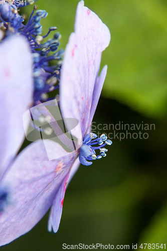 Image of hydrangea detail blossom