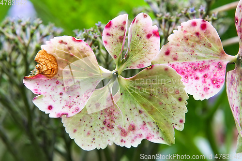 Image of hydrangea detail blossom