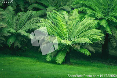 Image of typical green fern at south Great Britain UK England