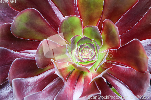 Image of beautiful red green succulent plant