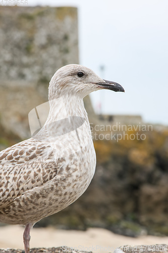 Image of seagull head detail background
