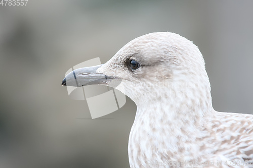 Image of seagull head detail background