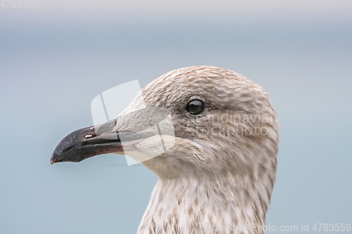 Image of seagull head detail background