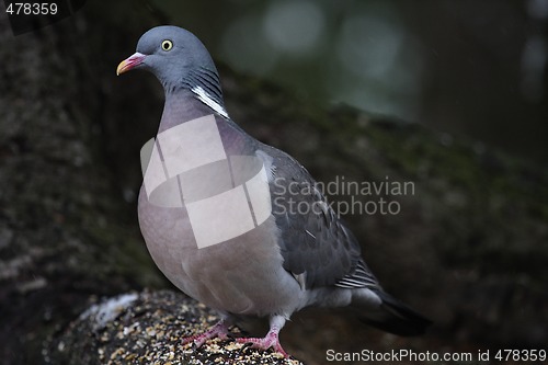 Image of wood pigeon